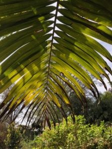 Palm Frond